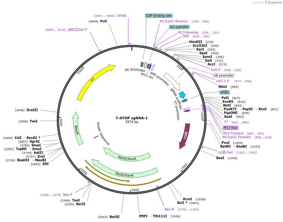83346-plasmid-map-sequence-id-160605