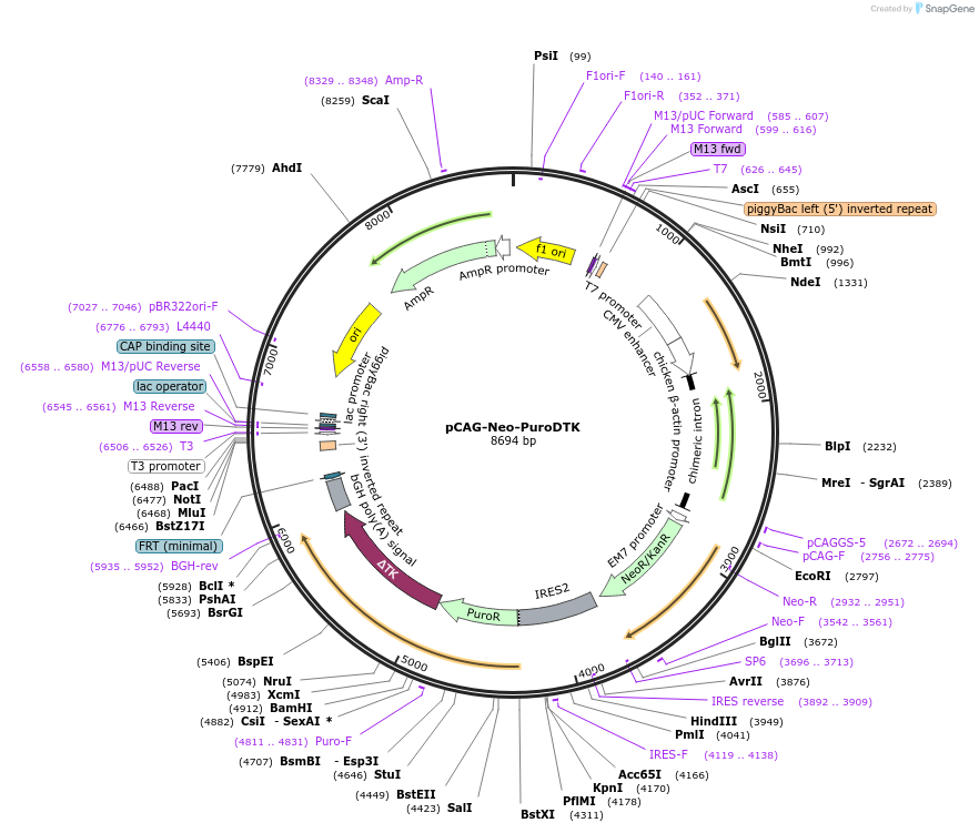 84036-plasmid-map-sequence-id-160621