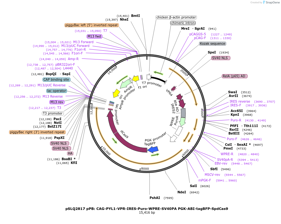 84239-plasmid-map-sequence-id-160811