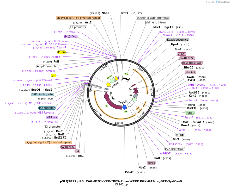 84240-plasmid-map-sequence-id-160812