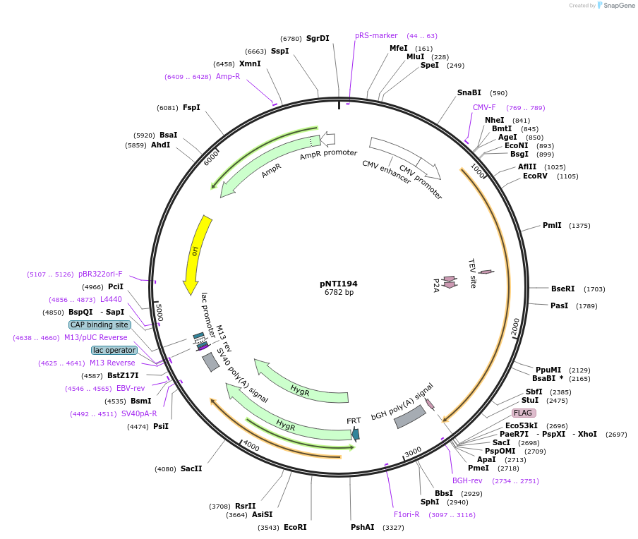 84266-plasmid-map-sequence-id-160813
