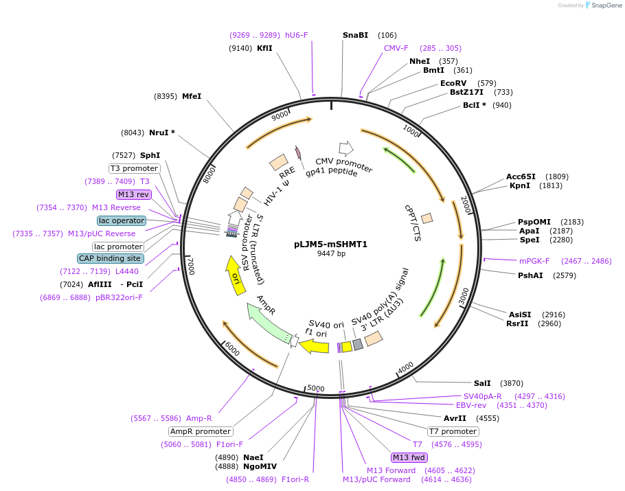 83904-plasmid-map-sequence-id-160824