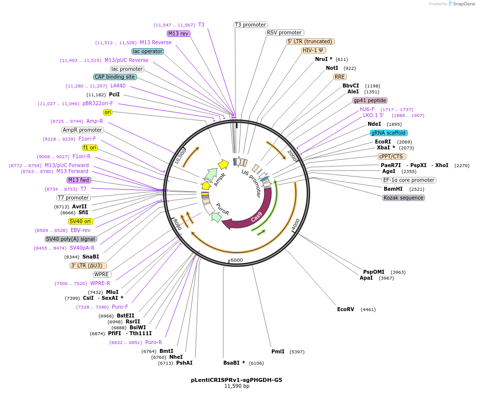 83913-plasmid-map-sequence-id-160833