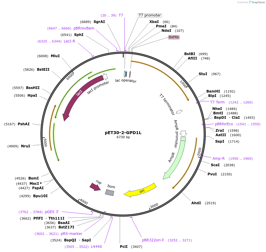 83912-plasmid-map-sequence-id-160849
