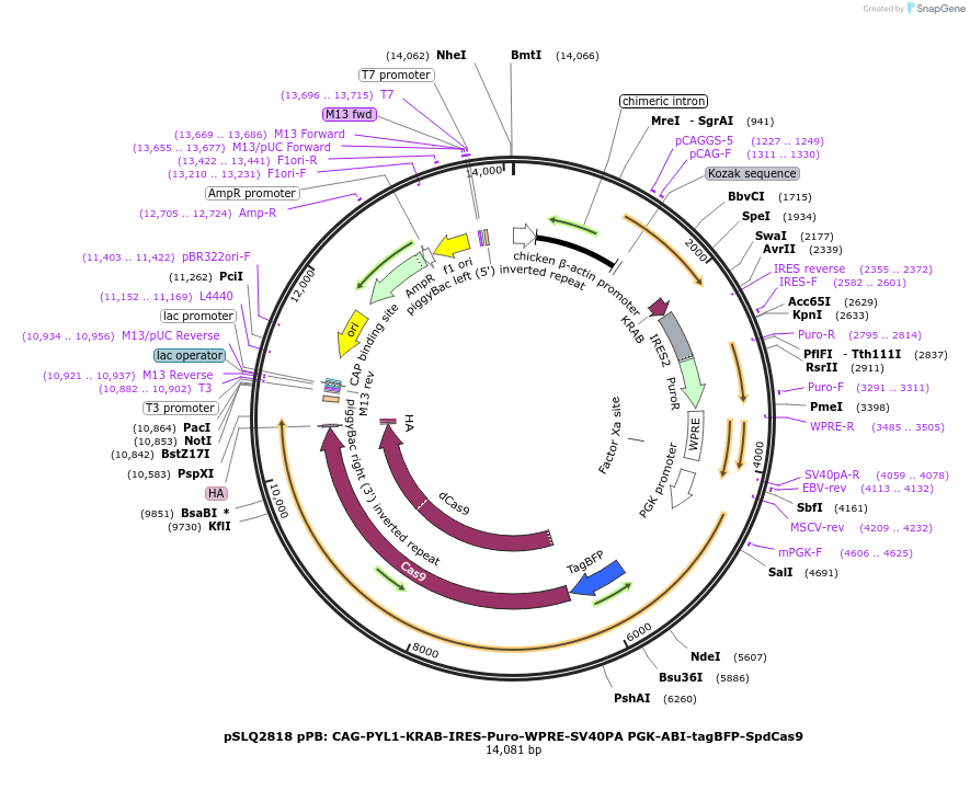 84241-plasmid-map-sequence-id-160882