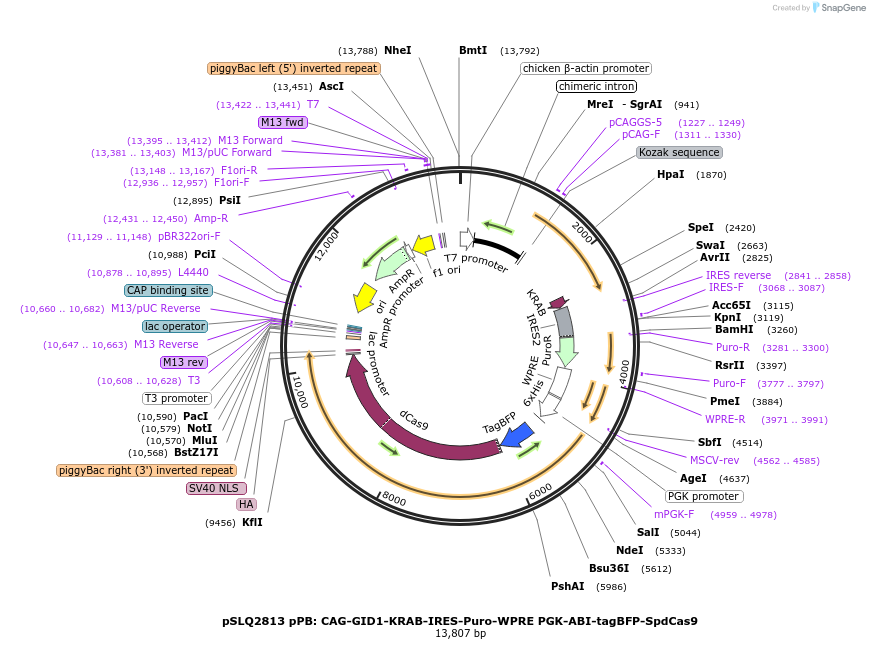 84242-plasmid-map-sequence-id-160883