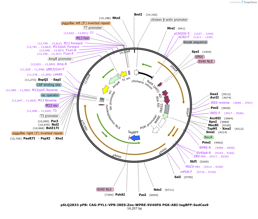 84243-plasmid-map-sequence-id-160884