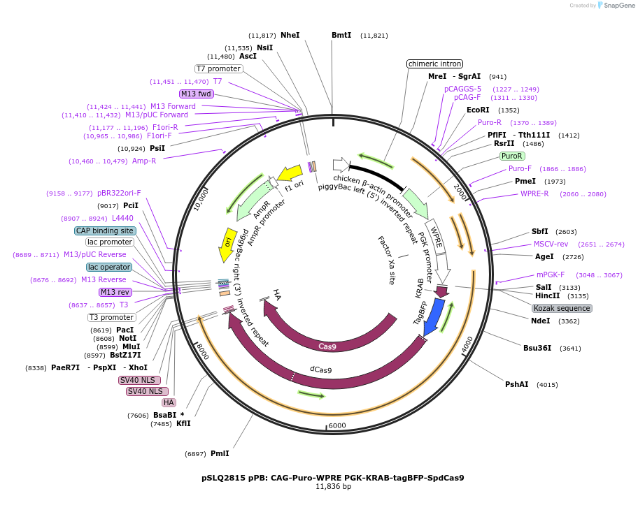 84245-plasmid-map-sequence-id-160888