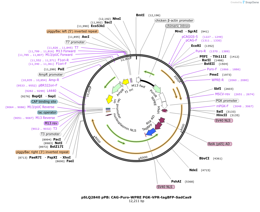 84246-plasmid-map-sequence-id-160889