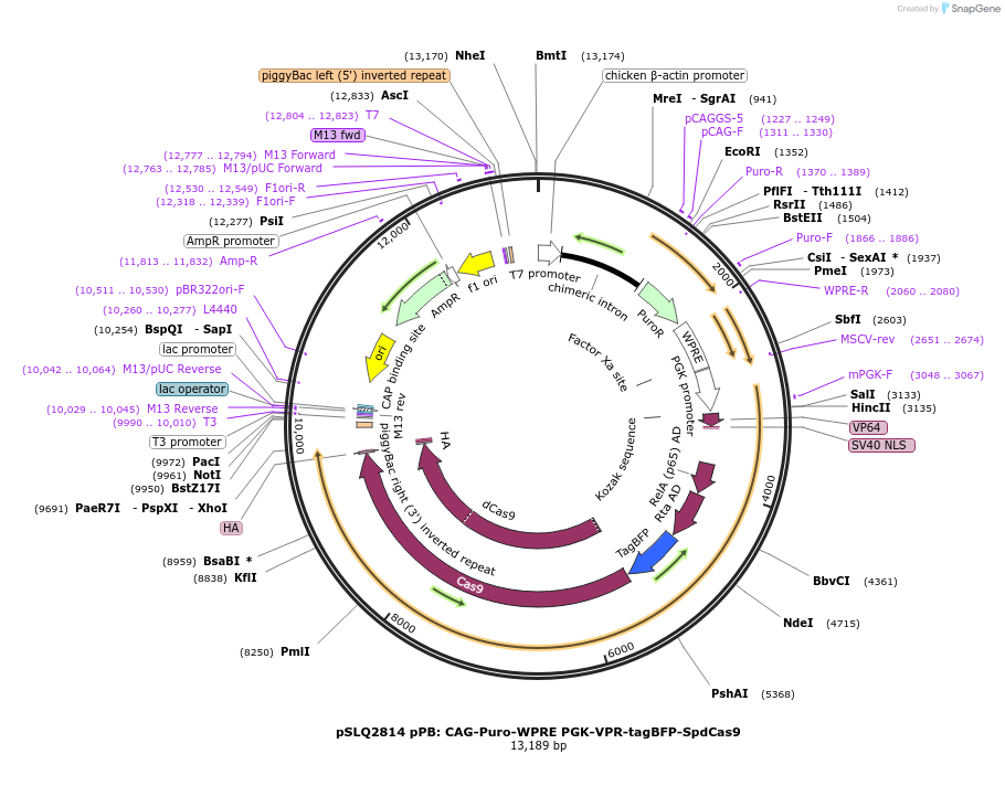 84247-plasmid-map-sequence-id-160890