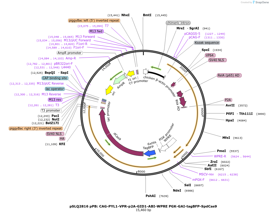 84261-plasmid-map-sequence-id-160892
