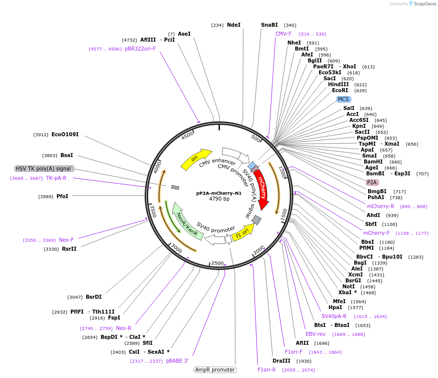 84329-plasmid-map-sequence-id-160915