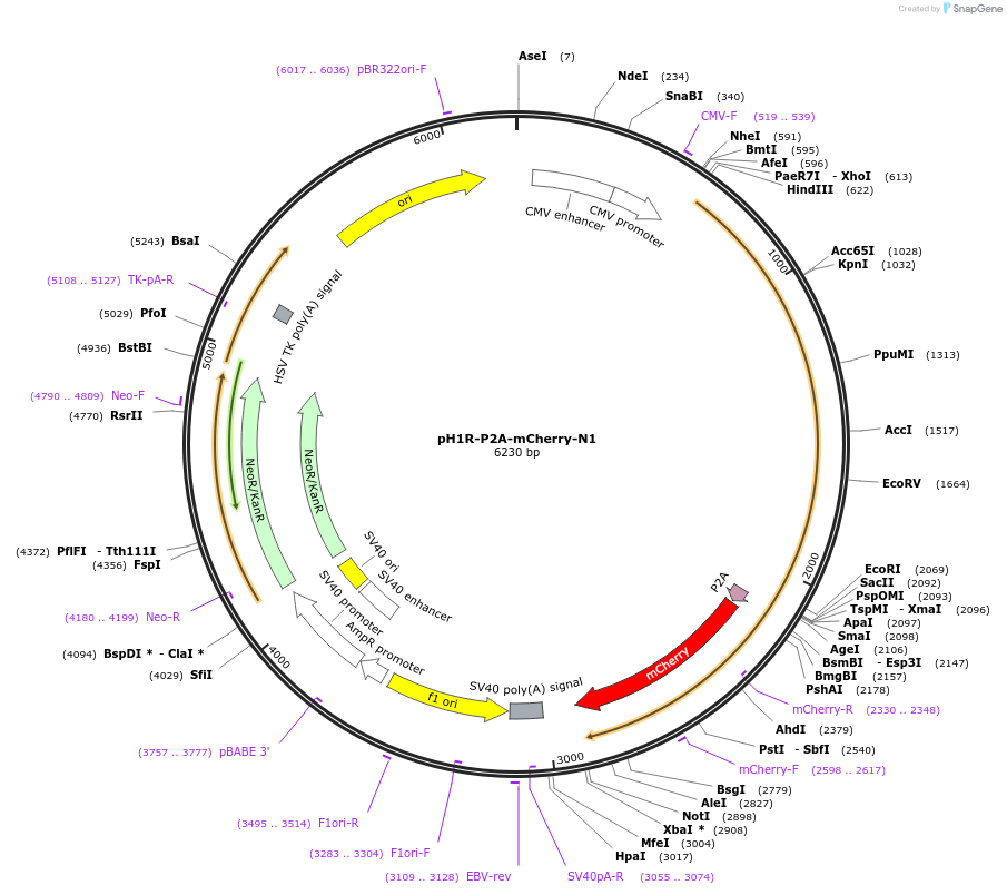84330-plasmid-map-sequence-id-160916