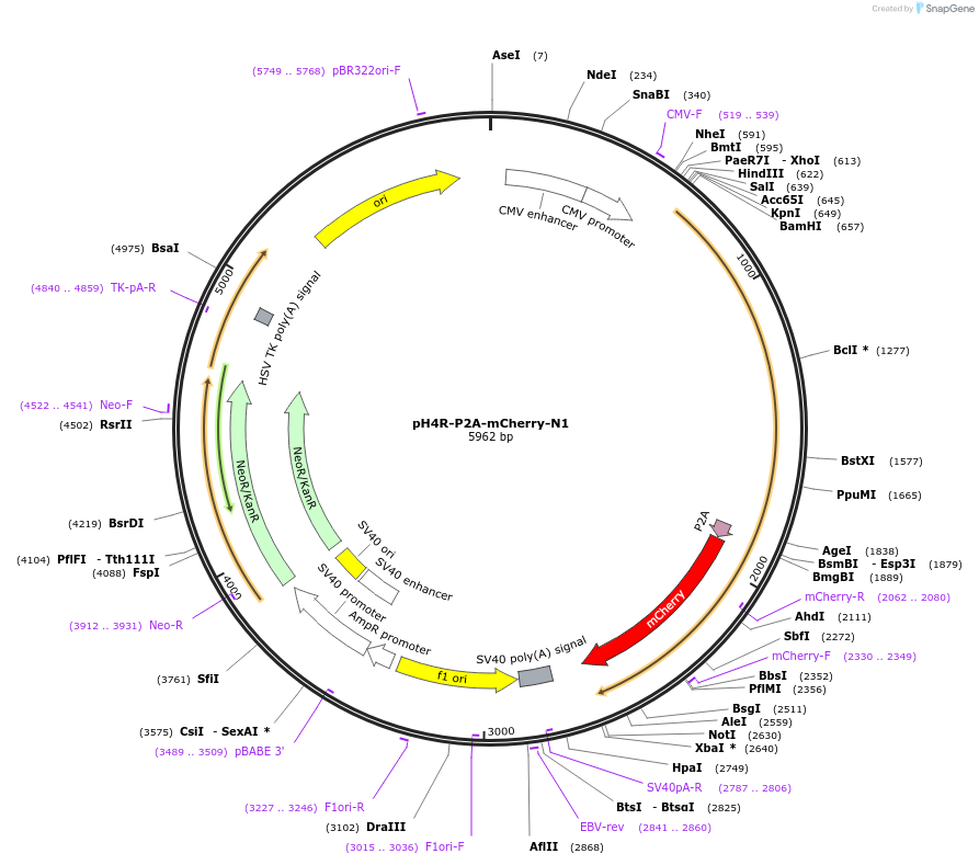 84333-plasmid-map-sequence-id-160917