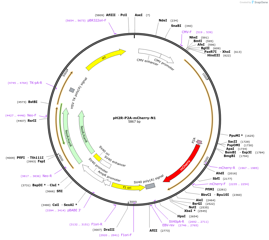 84331-plasmid-map-sequence-id-160918