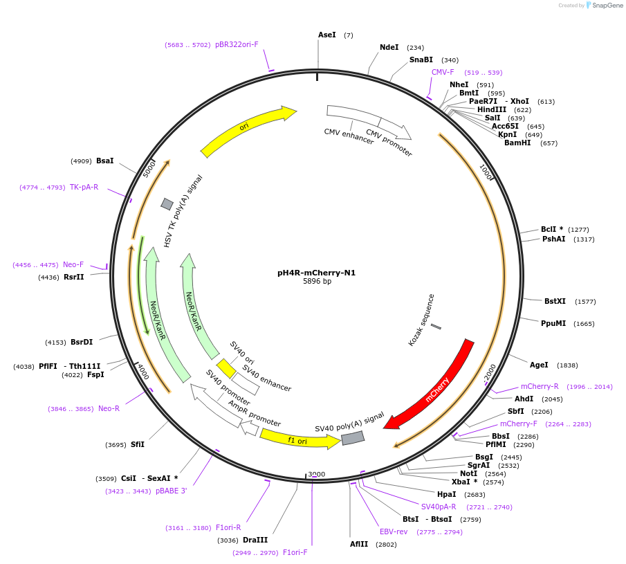 84328-plasmid-map-sequence-id-160920