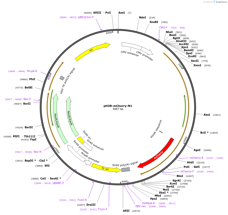 84327-plasmid-map-sequence-id-160921