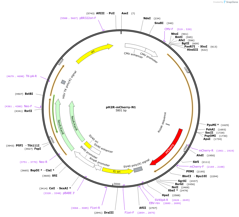 84326-plasmid-map-sequence-id-160922
