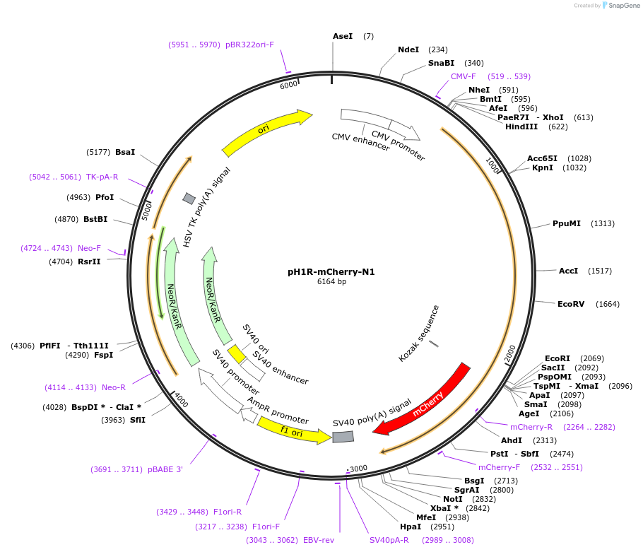 84325-plasmid-map-sequence-id-160923