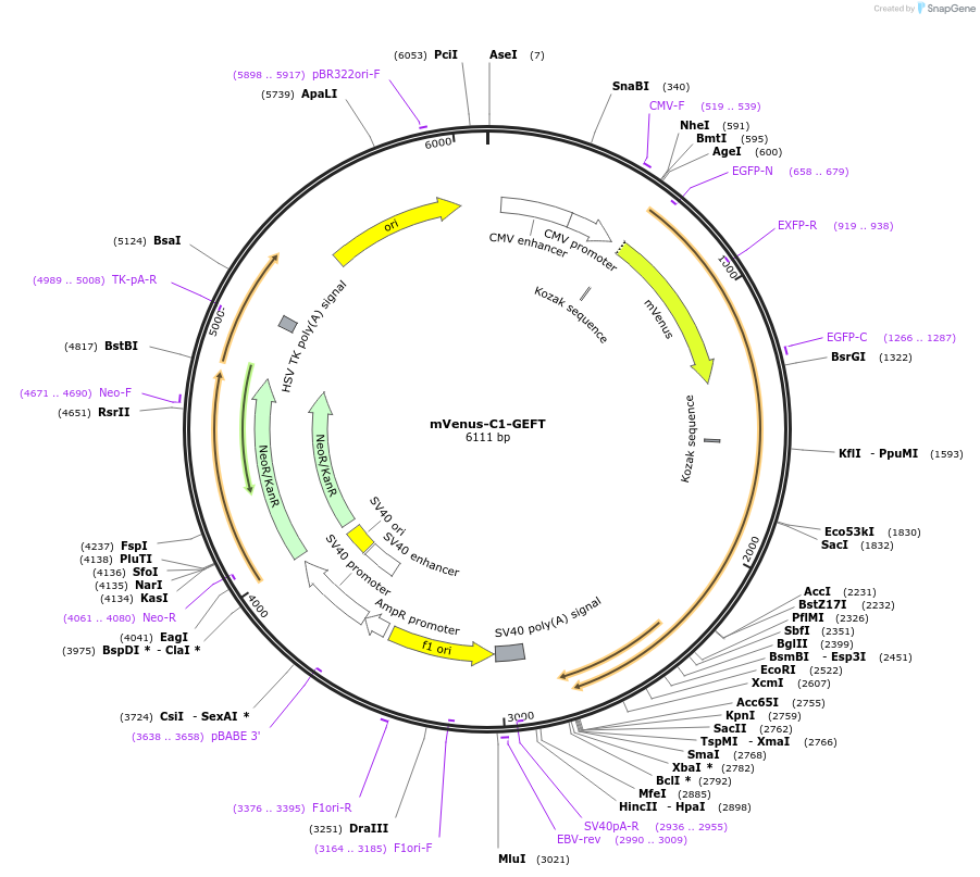 84340-plasmid-map-sequence-id-160929