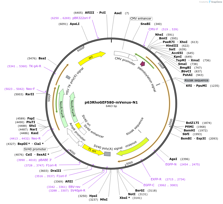 84338-plasmid-map-sequence-id-160930