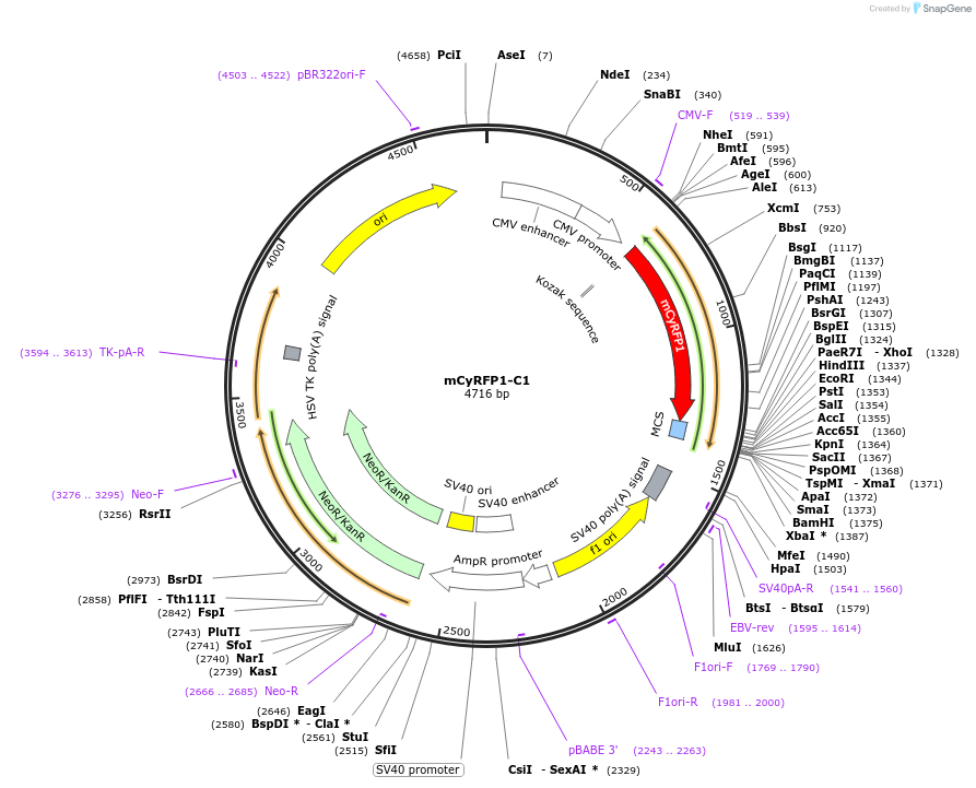84355-plasmid-map-sequence-id-160941
