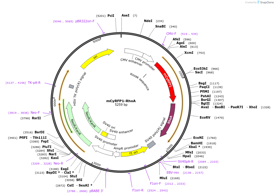 84358-plasmid-map-sequence-id-160943