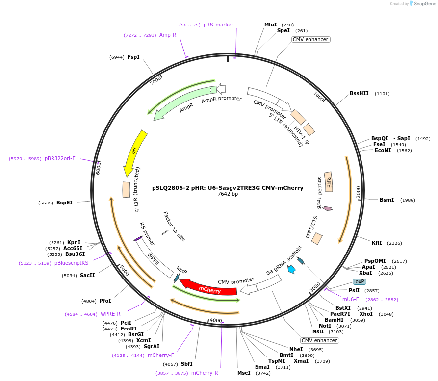 84250-plasmid-map-sequence-id-161084