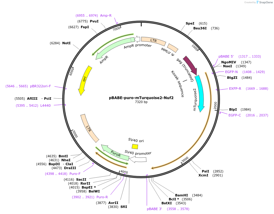 80761-plasmid-map-sequence-id-161095