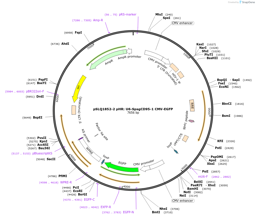 84251-plasmid-map-sequence-id-161096