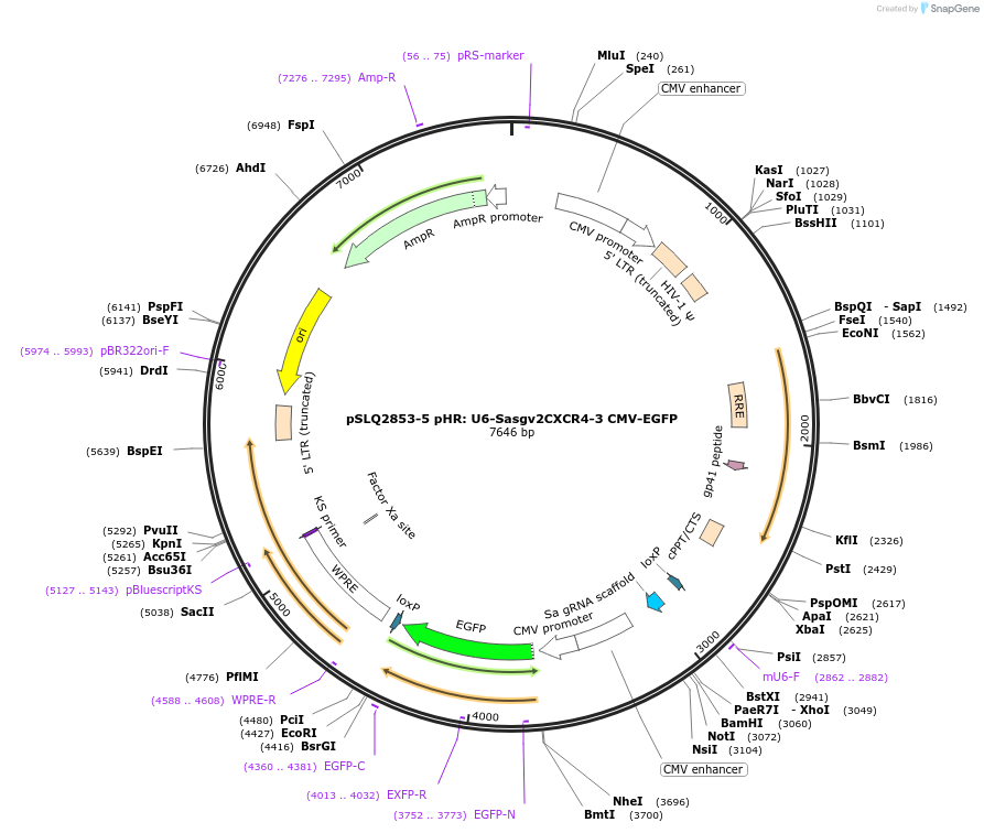 84256-plasmid-map-sequence-id-161111