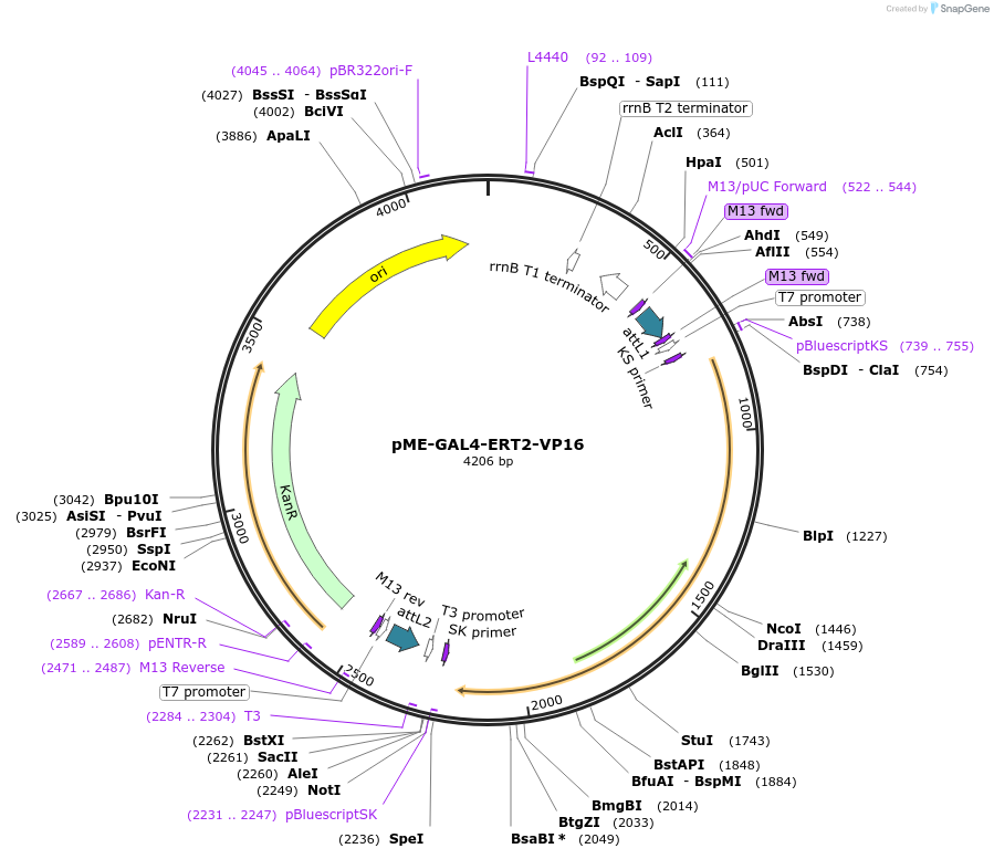 82588-plasmid-map-sequence-id-161151