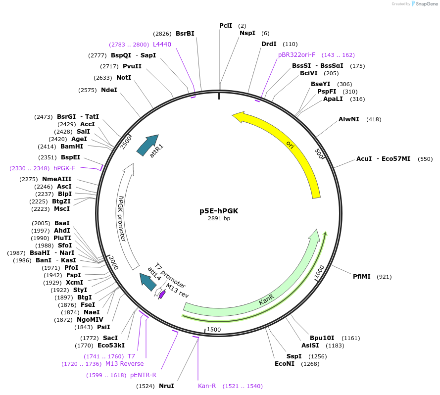 82579-plasmid-map-sequence-id-161158