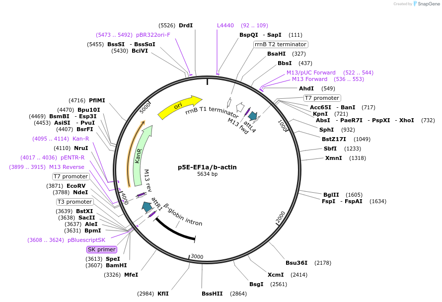 82583-plasmid-map-sequence-id-161169
