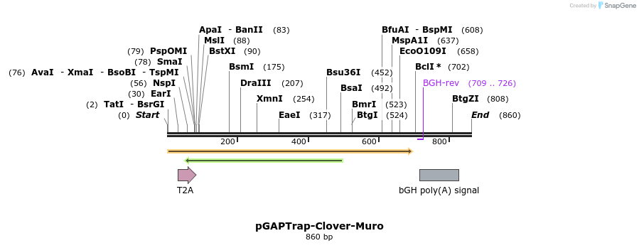 161181_map