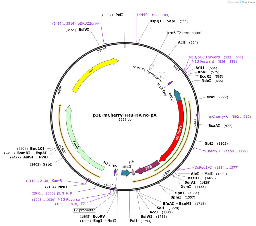 82595-plasmid-map-sequence-id-161232