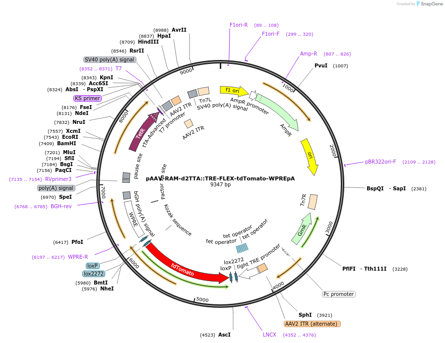 84468-plasmid-map-sequence-id-161238
