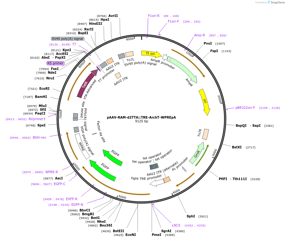 84472-plasmid-map-sequence-id-161253