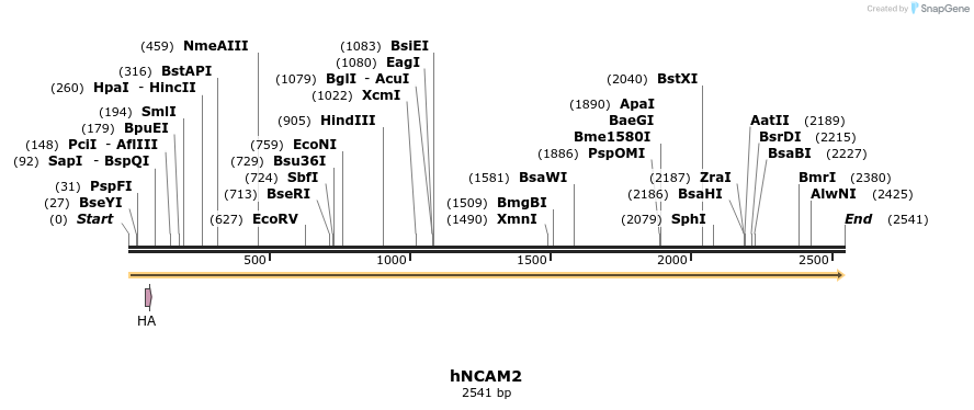 161255_map