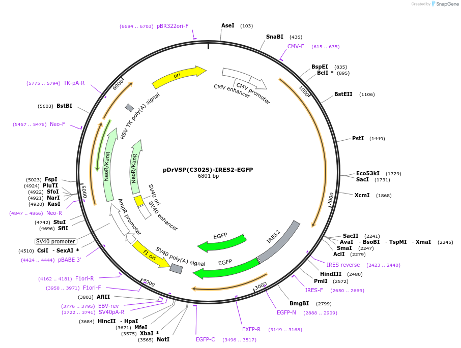 80331-plasmid-map-sequence-id-161276