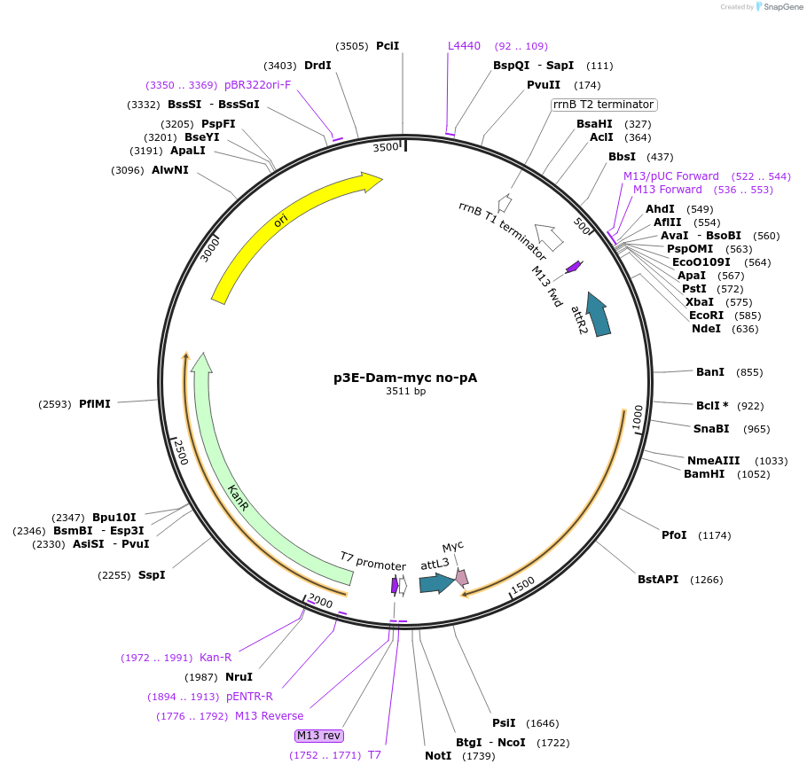 82600-plasmid-map-sequence-id-161294