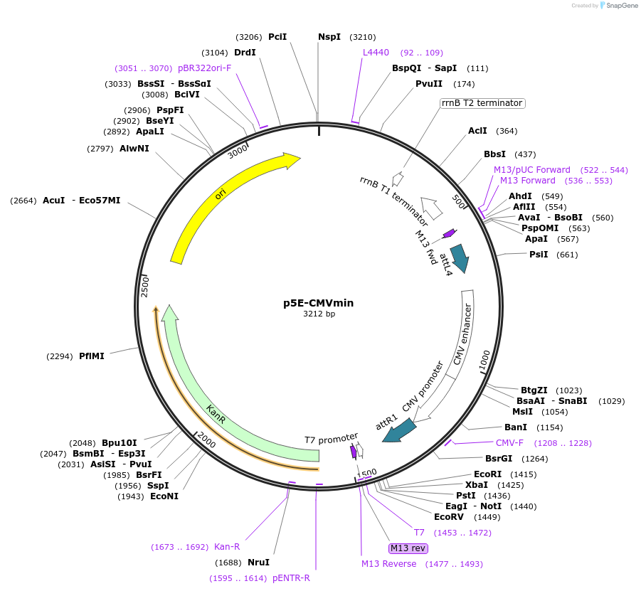 80802-plasmid-map-sequence-id-161314