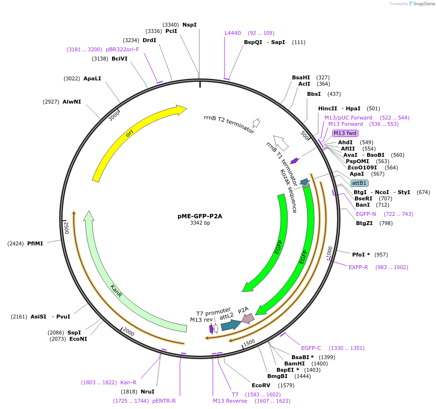 80807-plasmid-map-sequence-id-161329