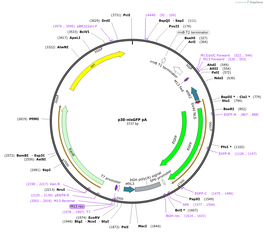 80814-plasmid-map-sequence-id-161377