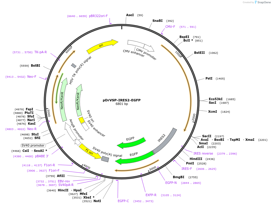 80333-plasmid-map-sequence-id-161453