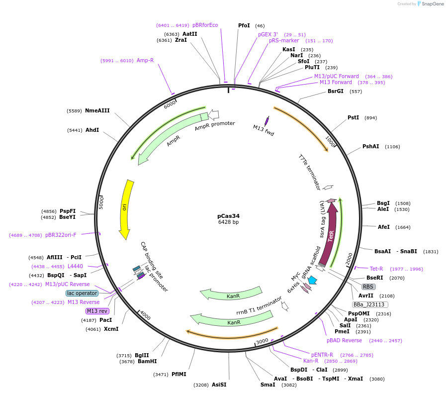 82386-plasmid-map-sequence-id-161454