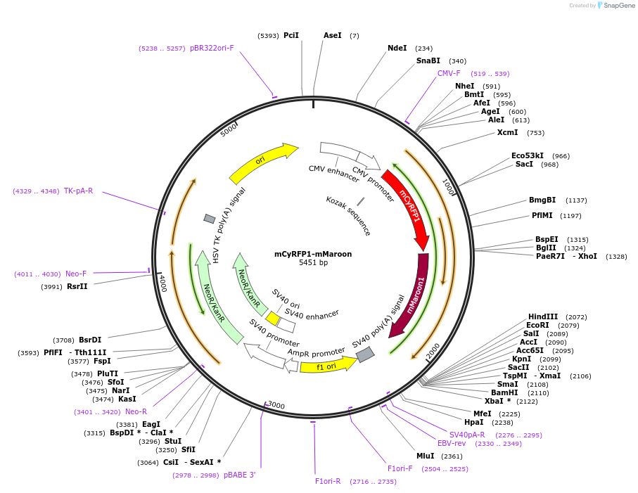 84486-plasmid-map-sequence-id-161455
