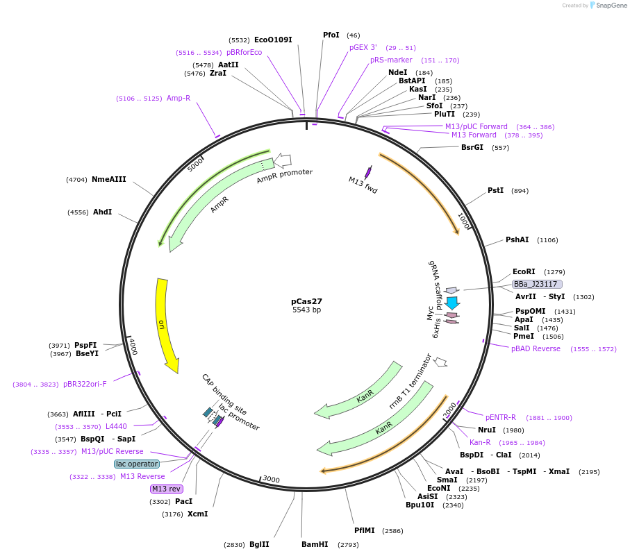 82384-plasmid-map-sequence-id-161464