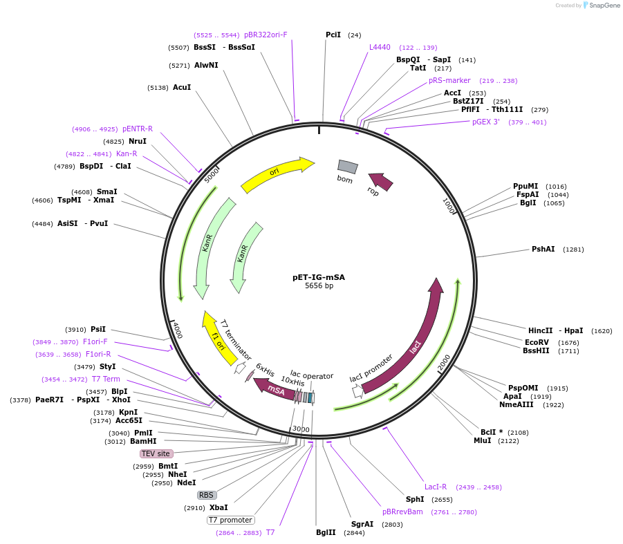 80706-plasmid-map-sequence-id-161465