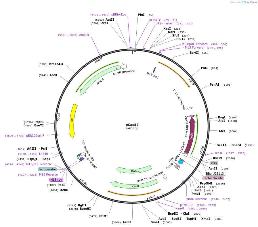 82395-plasmid-map-sequence-id-161477